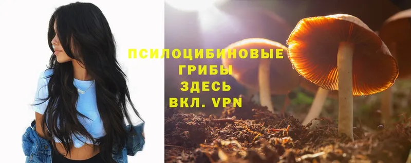 Псилоцибиновые грибы Cubensis  где купить наркоту  кракен ссылки  Петушки 